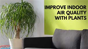 Improve Indoor Air Quality with Plants