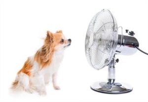 Pet dog sitting in front of the table fan