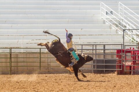 A person riding a bull in Spanish Fork, Utah